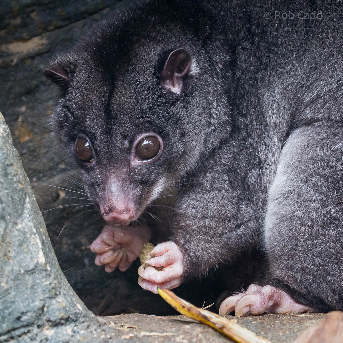 Ground cuscus : Cotswold WP : 12 Apr 2015