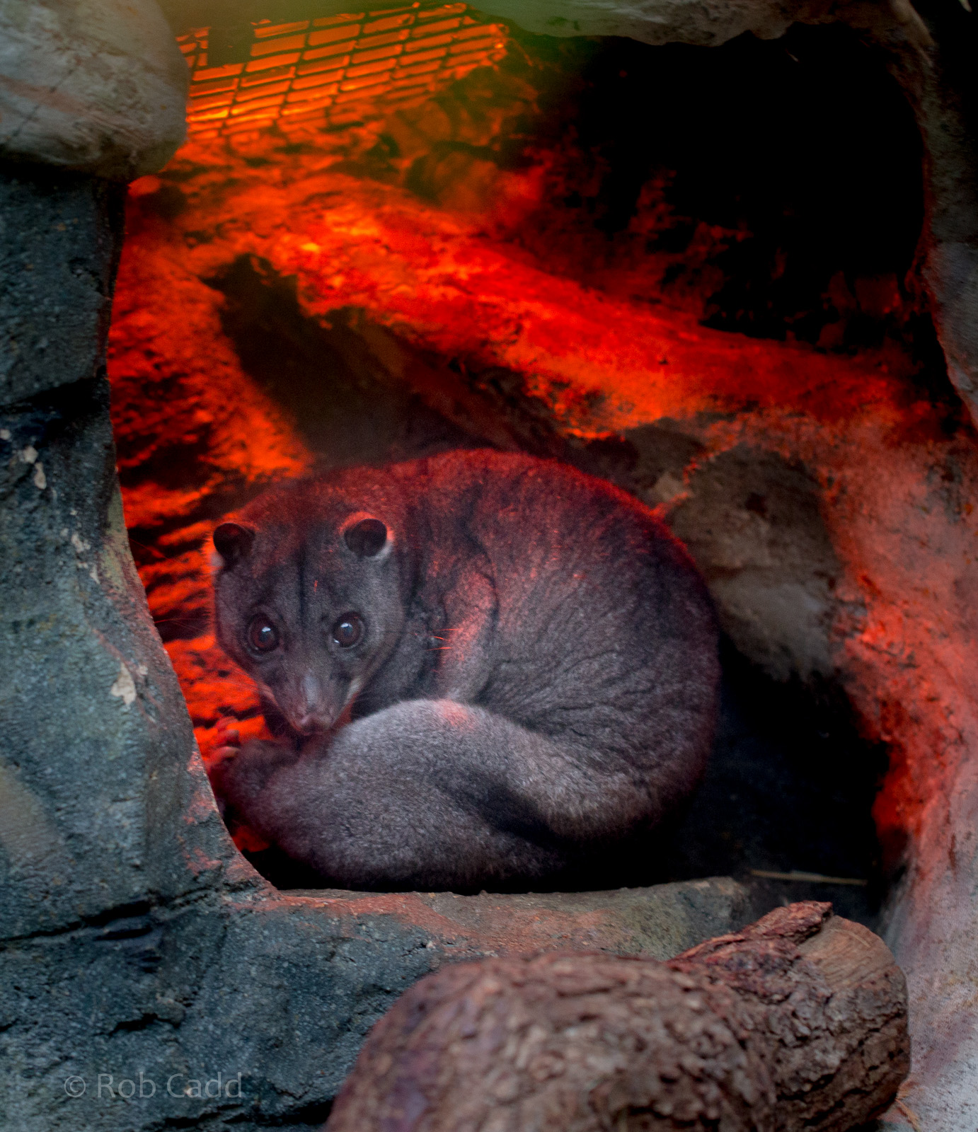 Ground cuscus : Cotswold WP : 25 Oct 2014