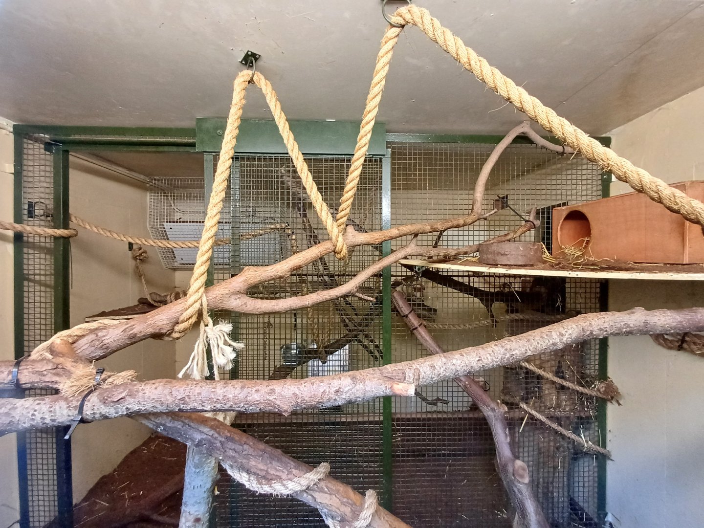 Ground Cuscus- enclosure