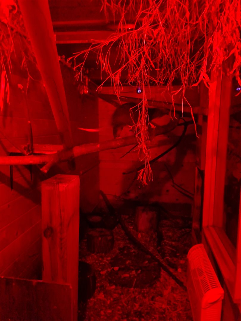 Ground Cuscus Exhibit