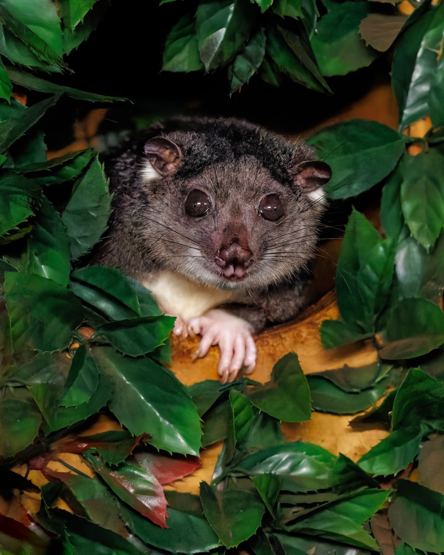 Ground Cuscus / Hamerton / 24-4-22