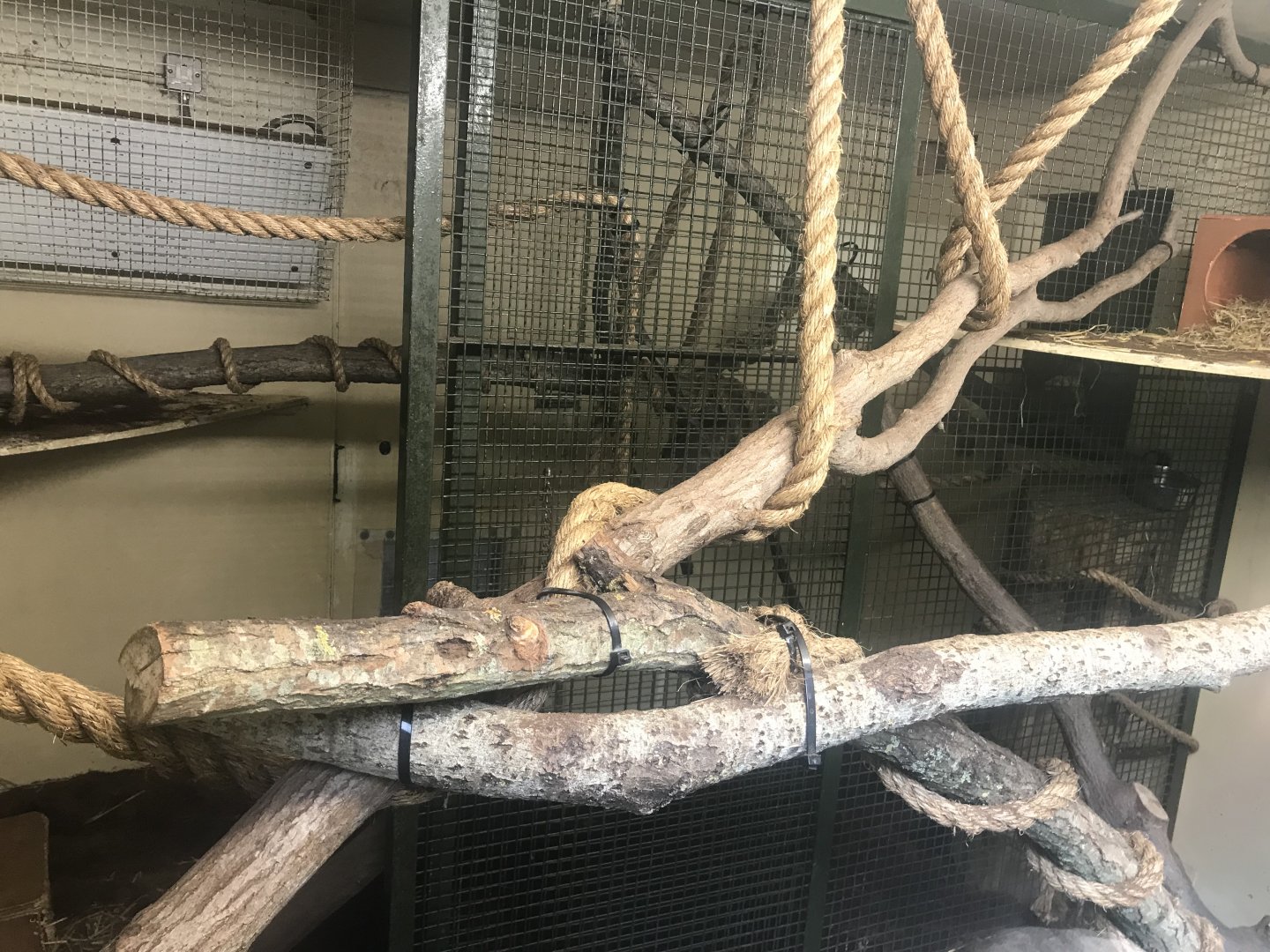 Ground cuscus indoors