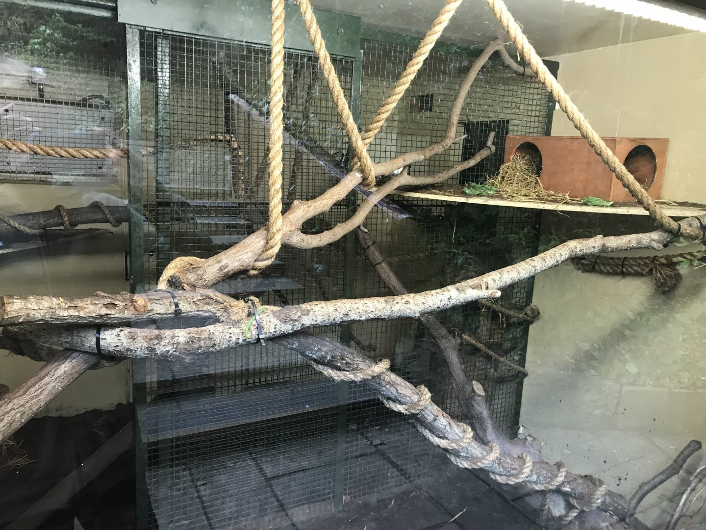 Ground cuscus indoors