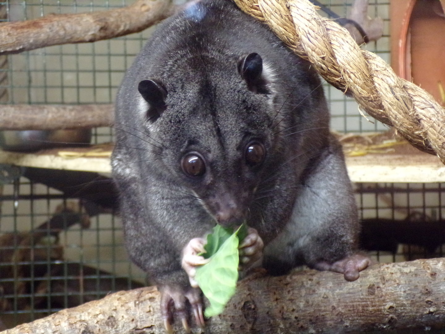Ground cuscus “Otis” closeup