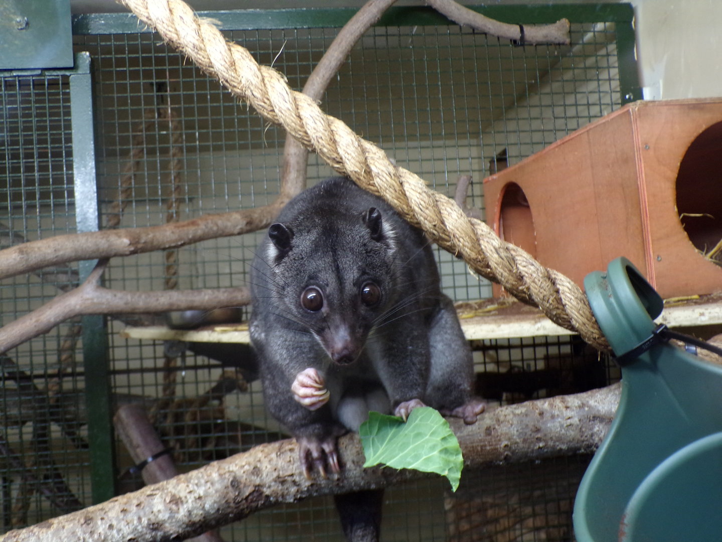 Ground cuscus “Otis”