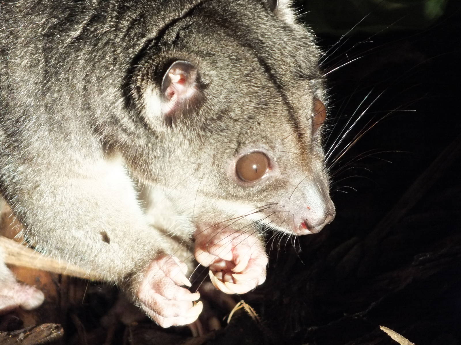 Ground Cuscus (Phalanger gymnotis) at Edinburgh Zoo - 9th January 2012
