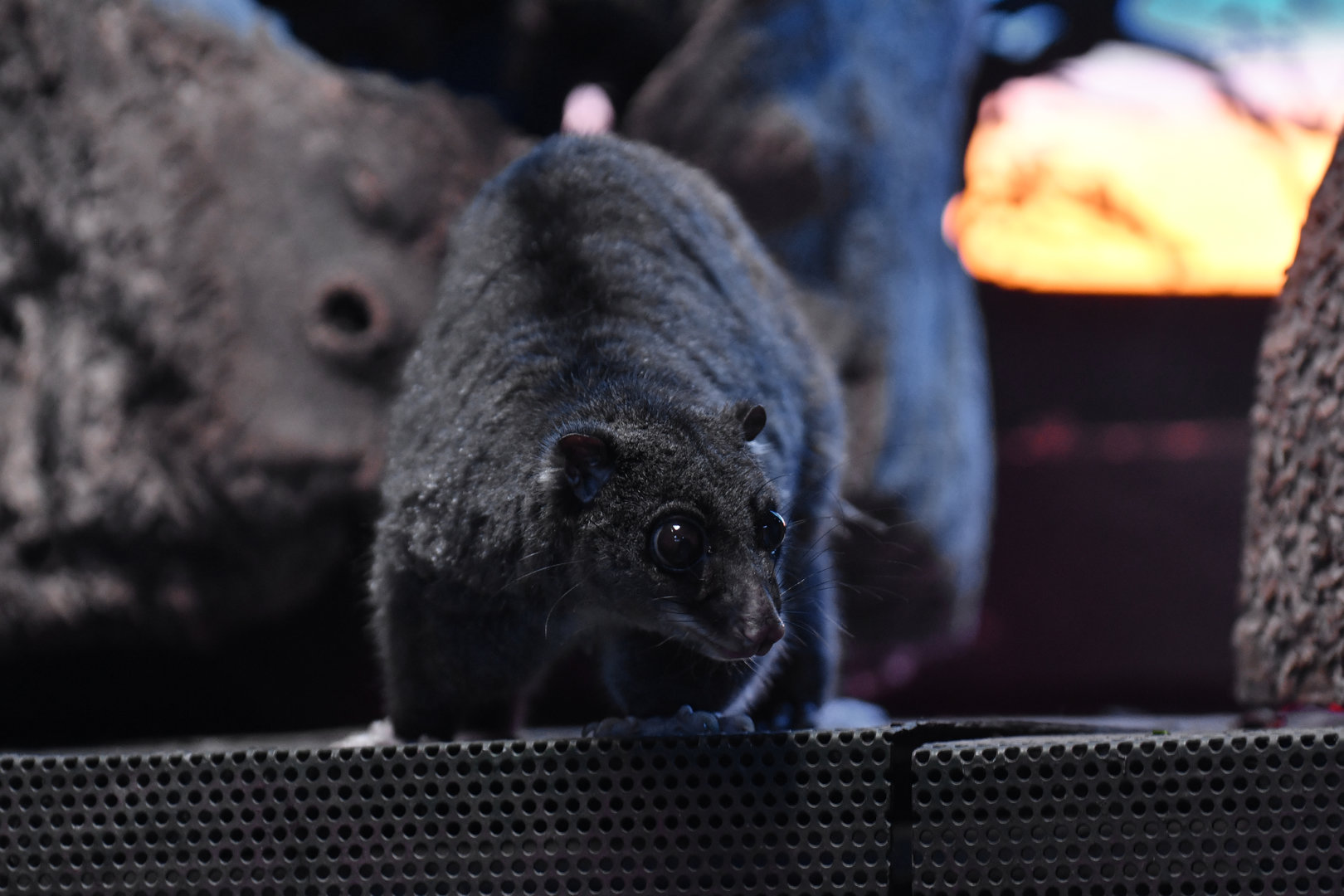 Ground cuscus (Phalanger gymnotis)