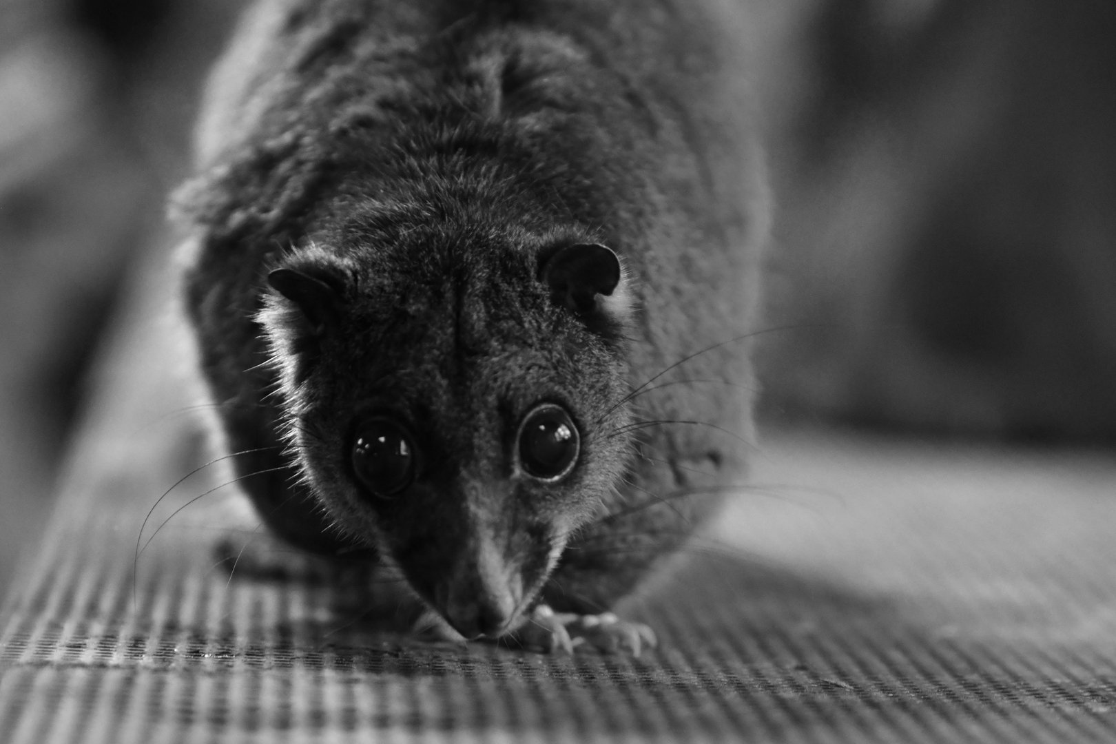 Ground cuscus (Phalanger gymnotis)