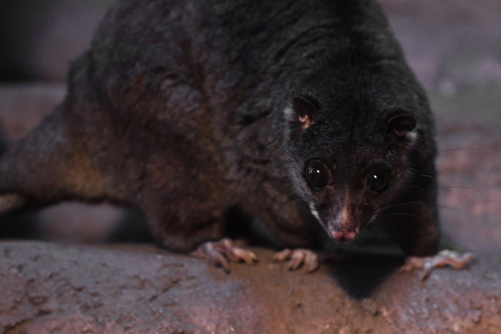 Ground cuscus (Phalanger gymnotis)
