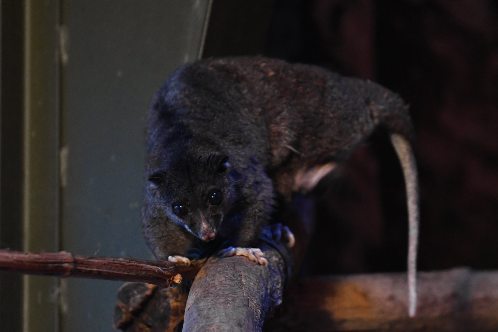 Ground cuscus (Phalanger gymnotis)