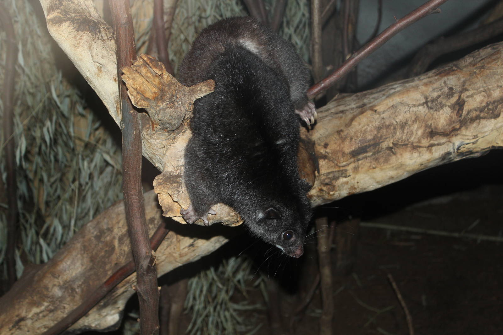 Ground Cuscus - Prague Zoo, July 2013