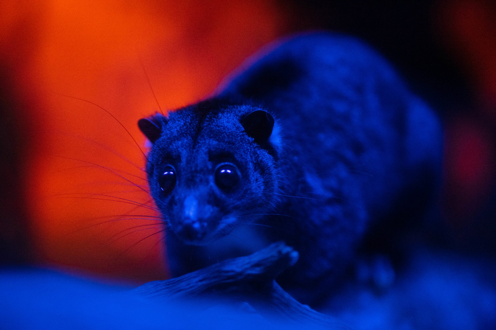 Ground Cuscus, Sombras silenciosas