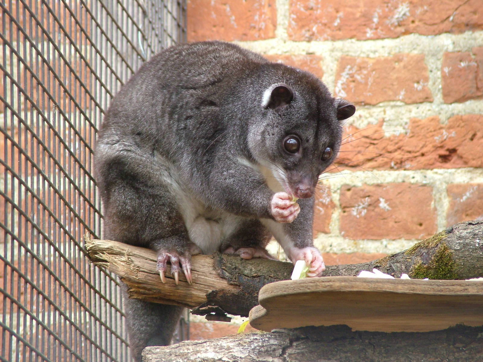 Ground Cuscus (Strigocuscus gymnotis) at Cotswold Wildlife Park