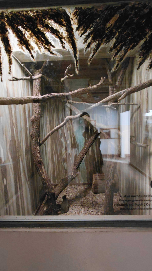 Ground cuscus + woylie exhibit