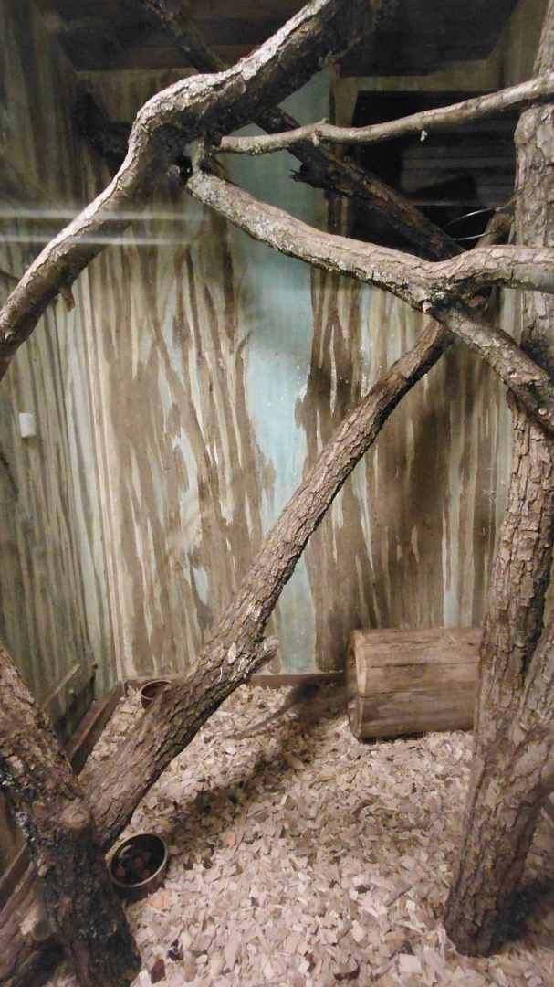 Ground cuscus + woylie exhibit