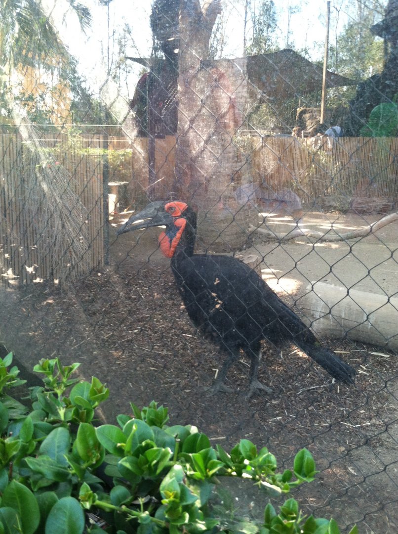 Ground Hornbill 2013
