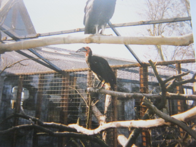 Ground Hornbill and Turkey Vulture above. 12/3/90.