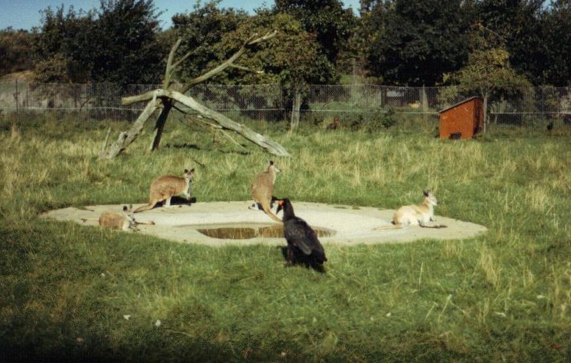 ground hornbill and wallabies 1987