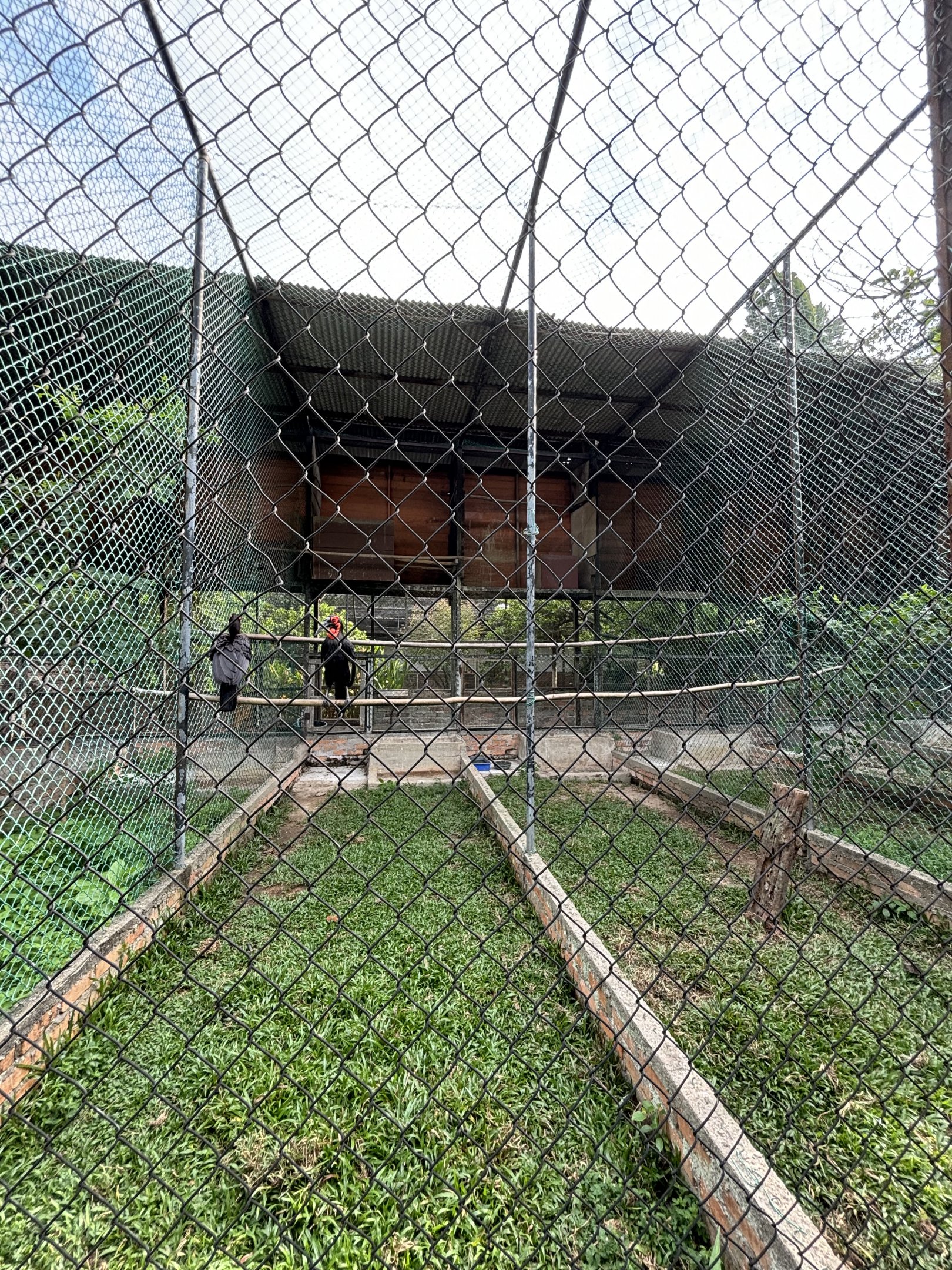 Ground Hornbill Aviary