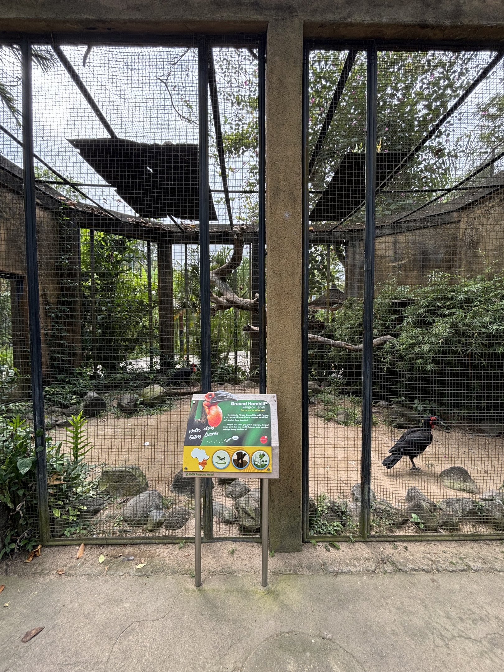 Ground Hornbill Aviary
