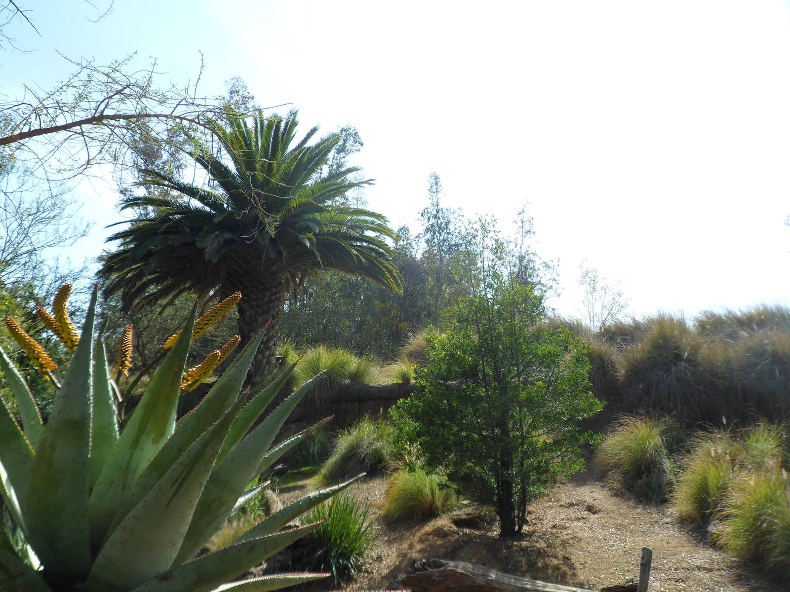Ground Hornbill Exhibit