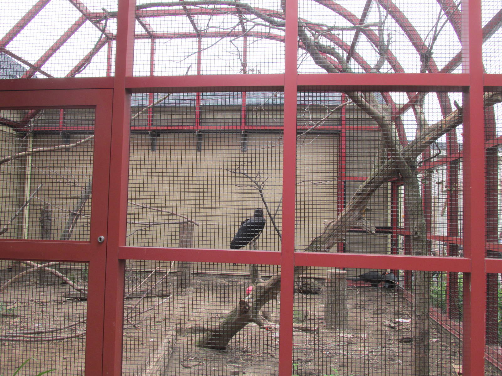 Ground Hornbill Exhibit