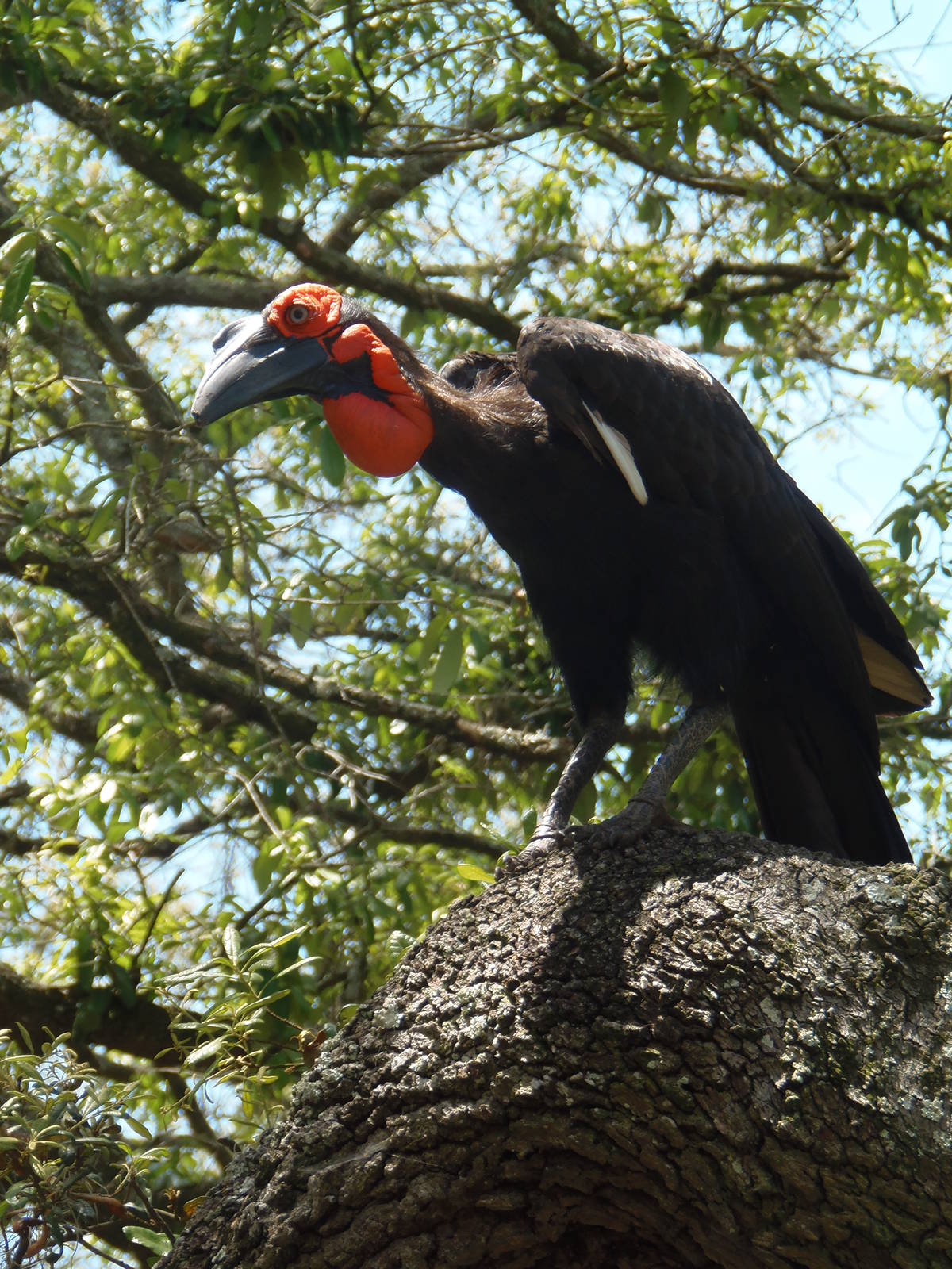 Ground Hornbill In Tree