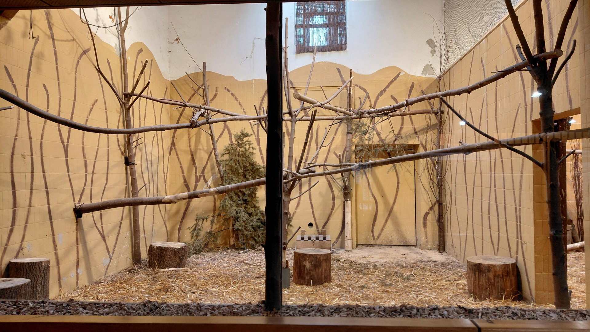 Ground hornbill indoor exhibit