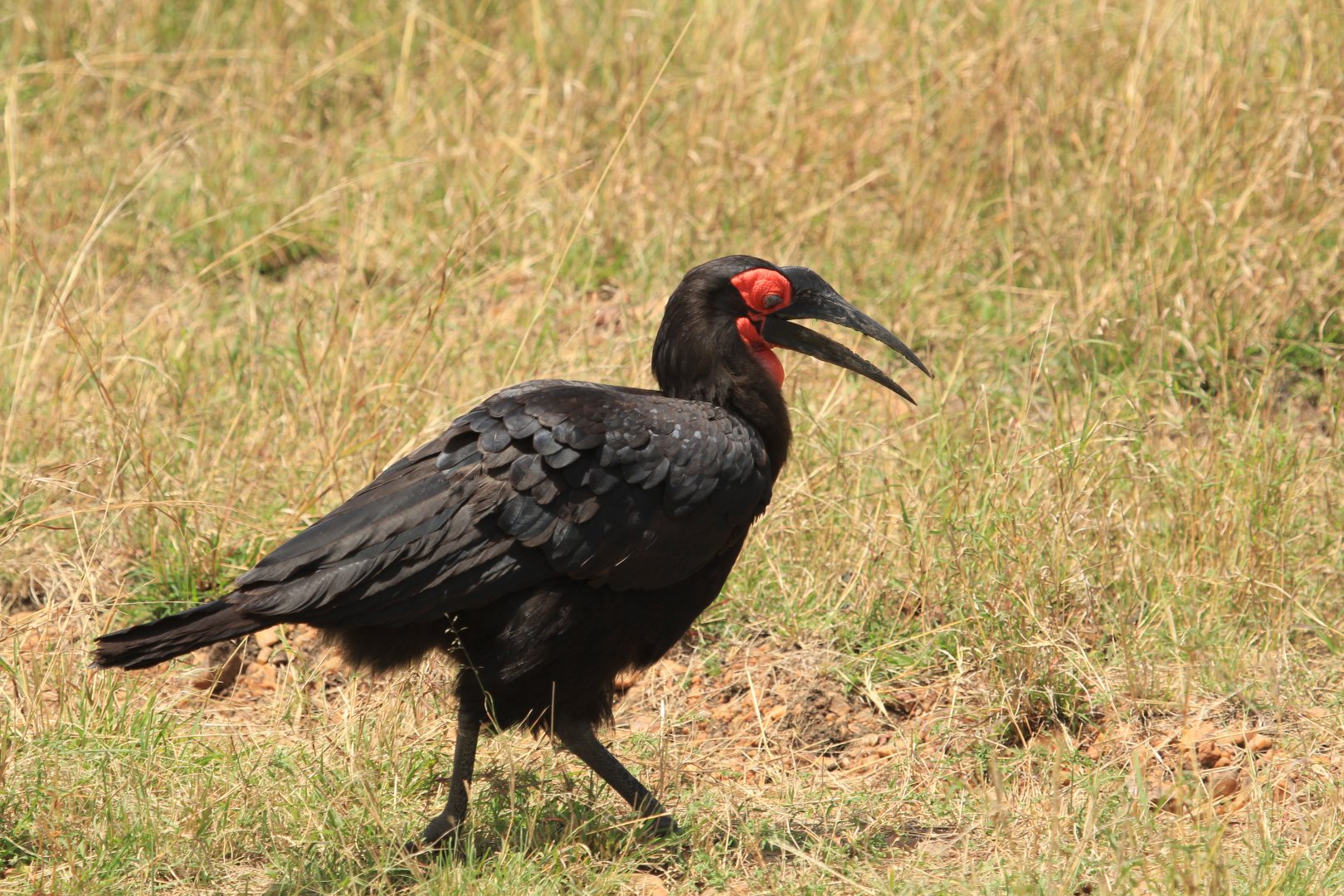 Ground-hornbill - Masai Mara (September 2018)