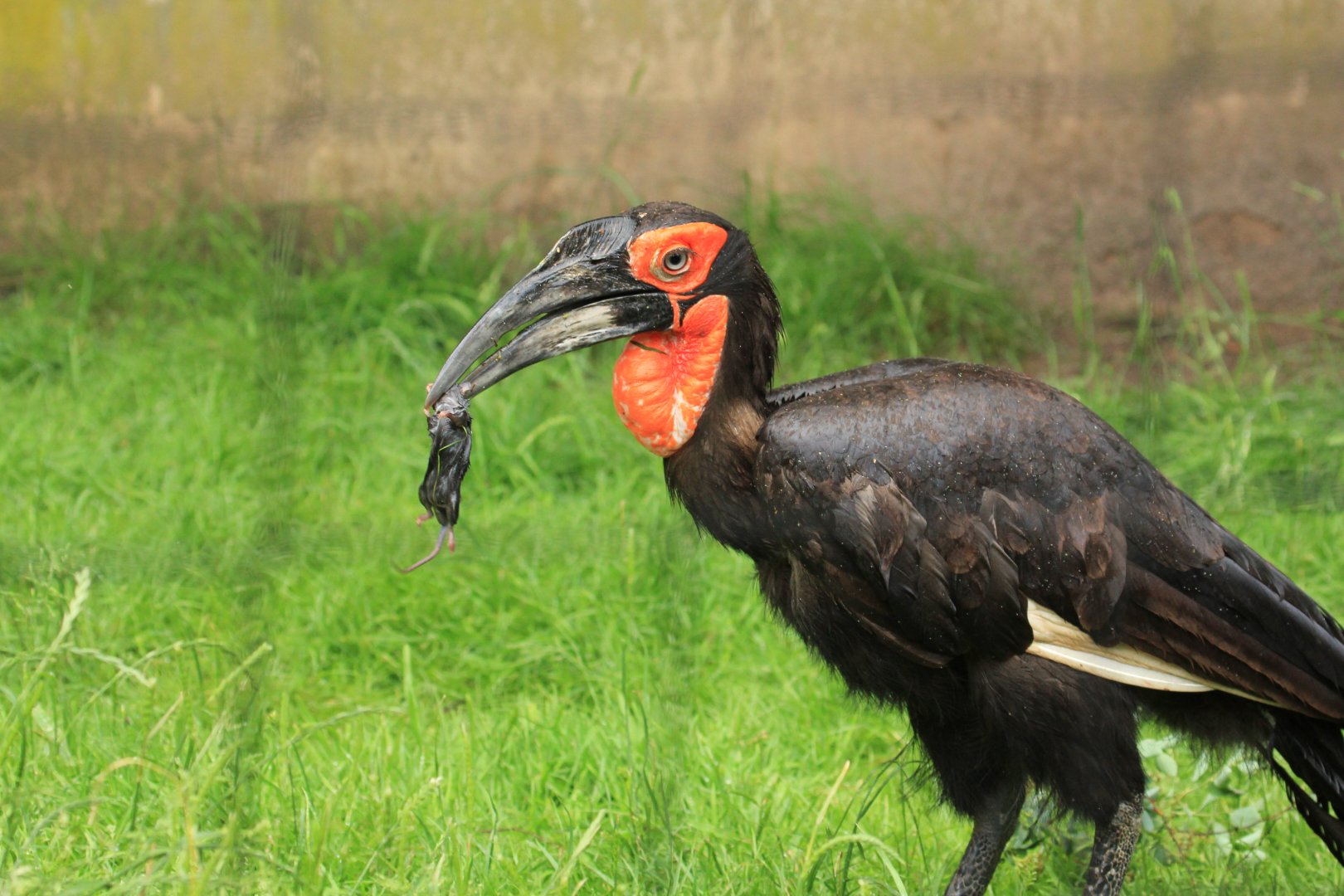Ground Hornbill (May 2018)