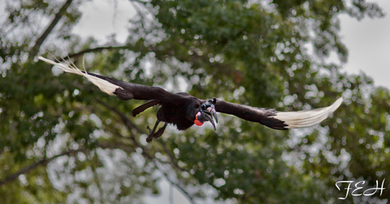 ground hornbill - not on ground