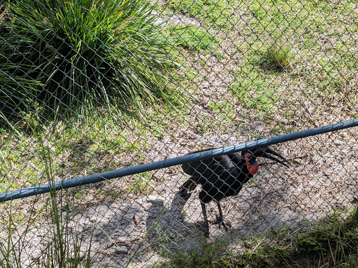 Ground hornbill - Pemba Savanna