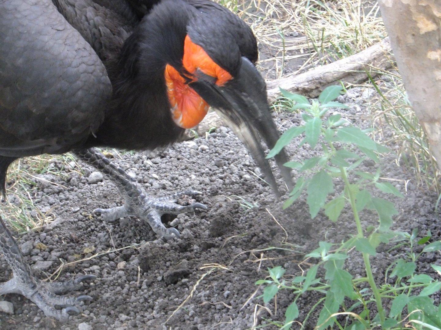 Ground hornbill portrait