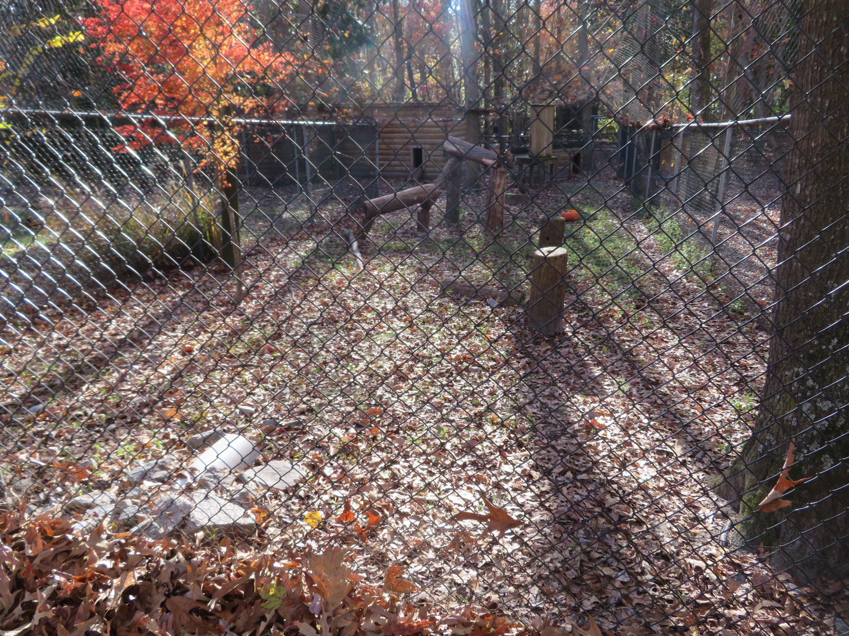 Ground Hornbill Yard