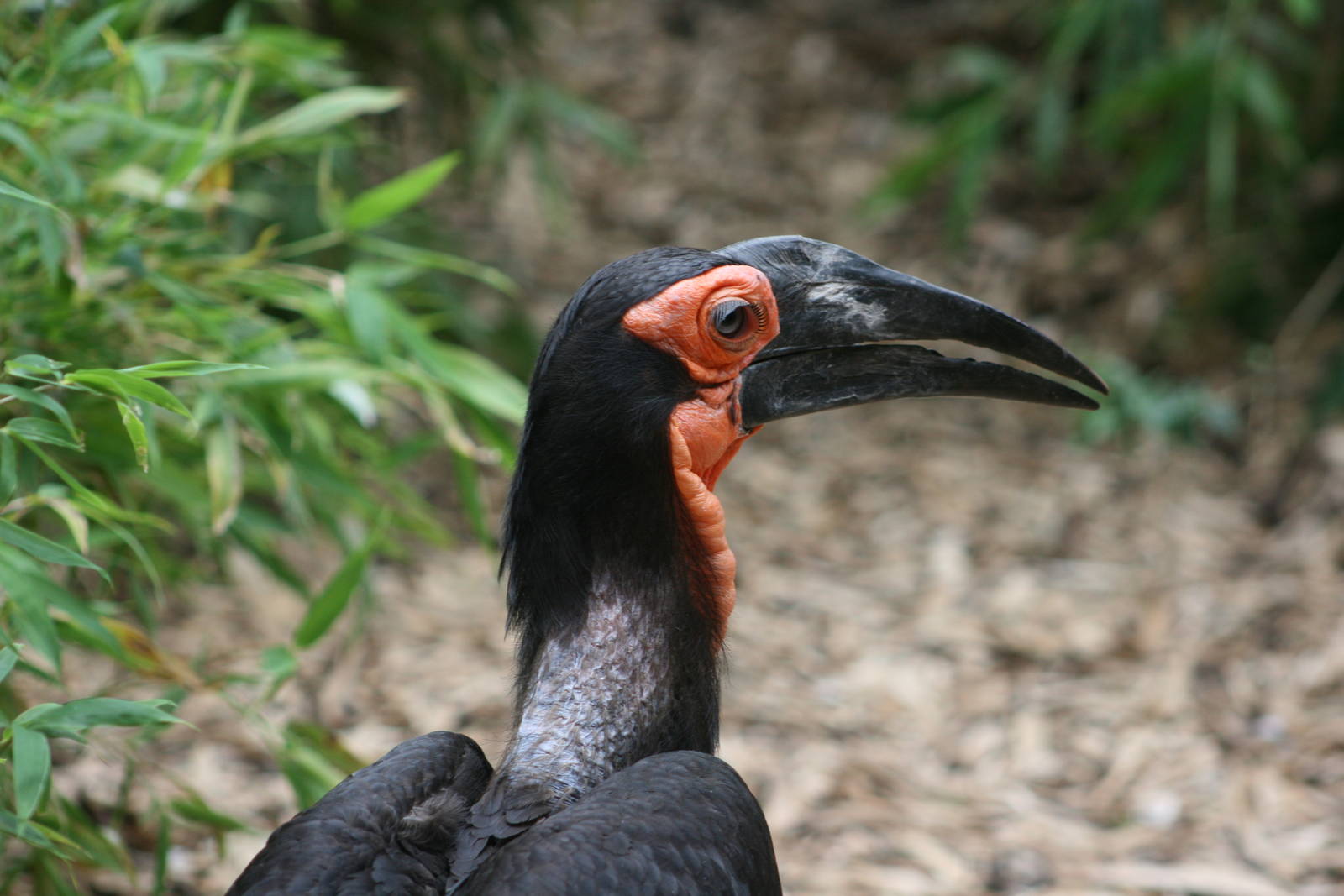 Ground Hornbill