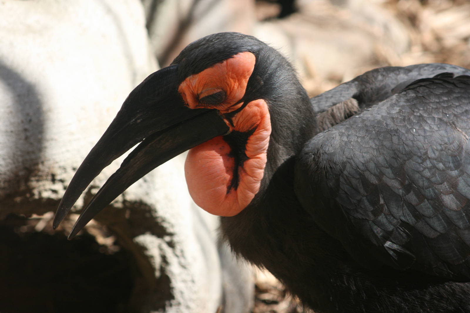 Ground Hornbill