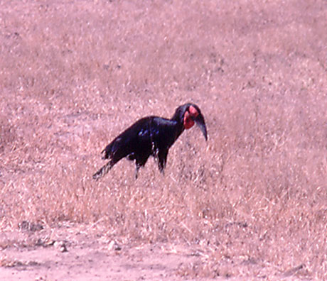 Ground Hornbill