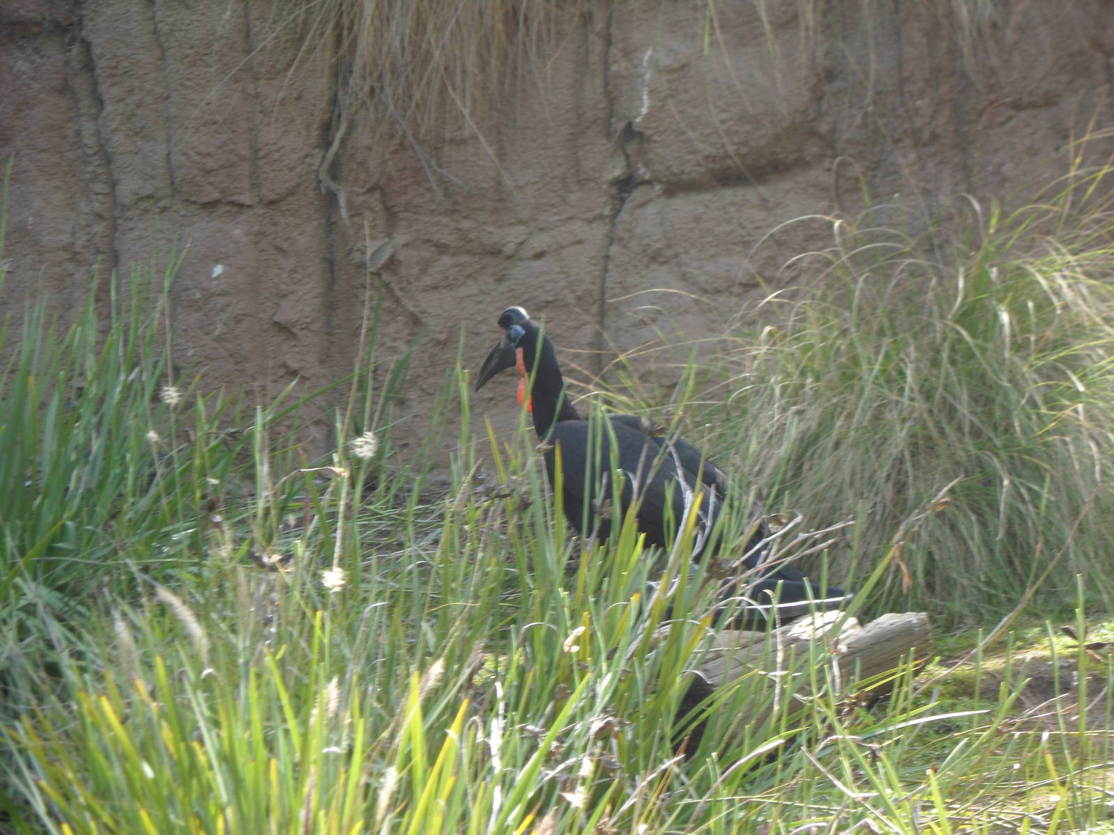 Ground Hornbill