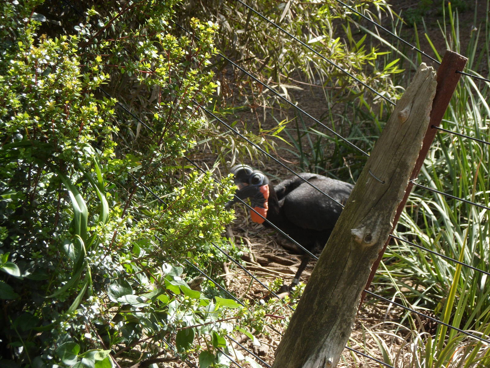 Ground Hornbill