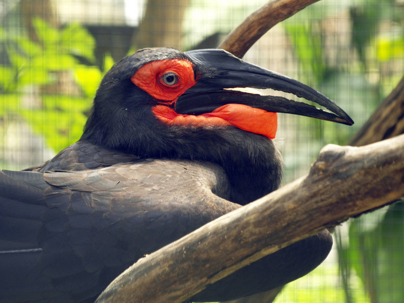 Ground hornbill