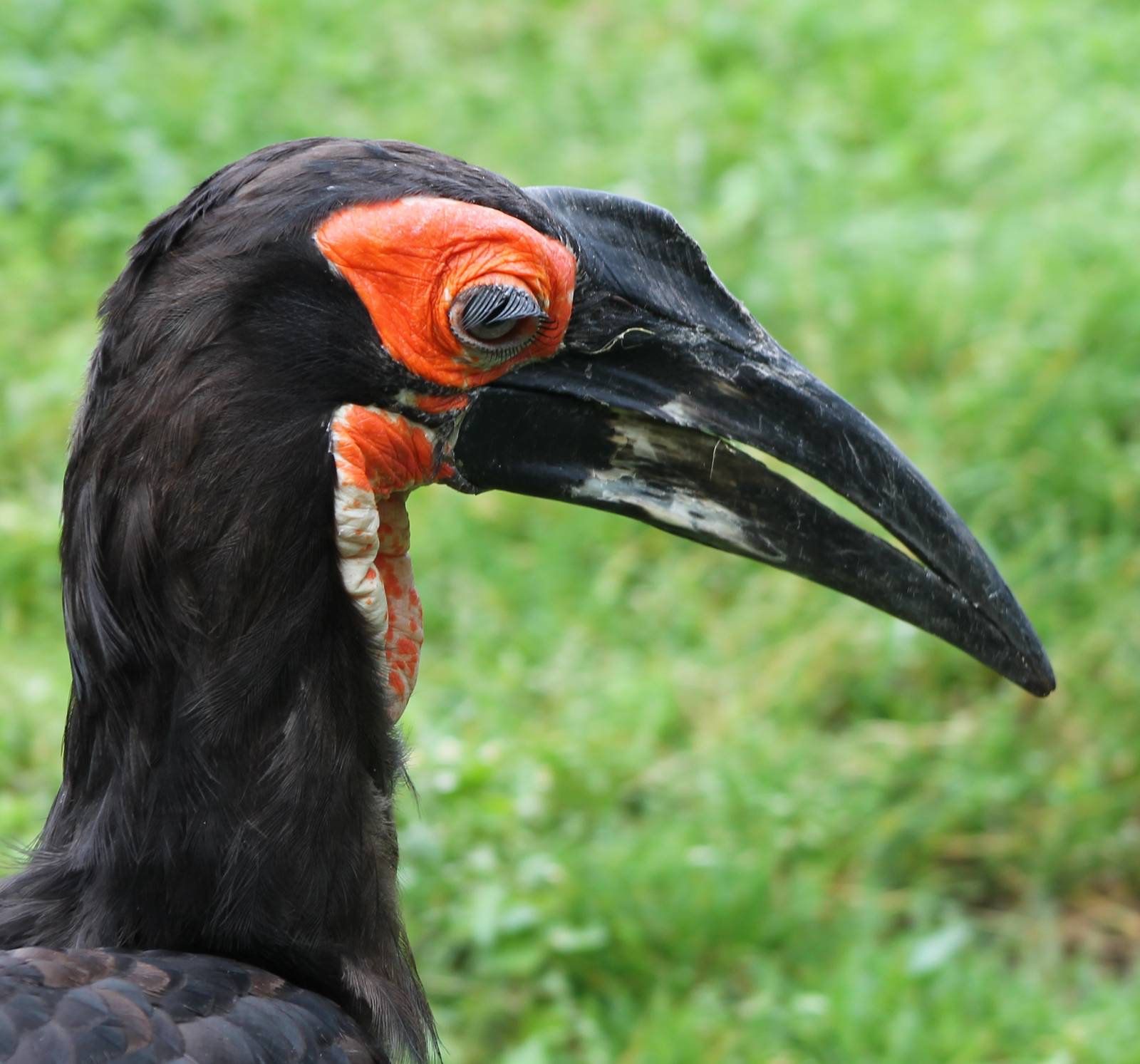 Ground hornbill