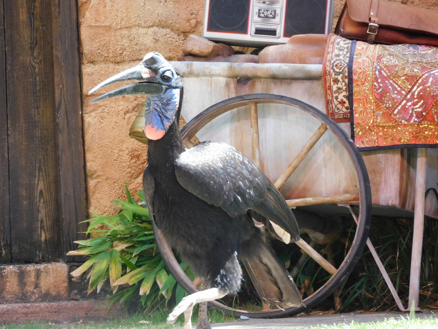Ground hornbill