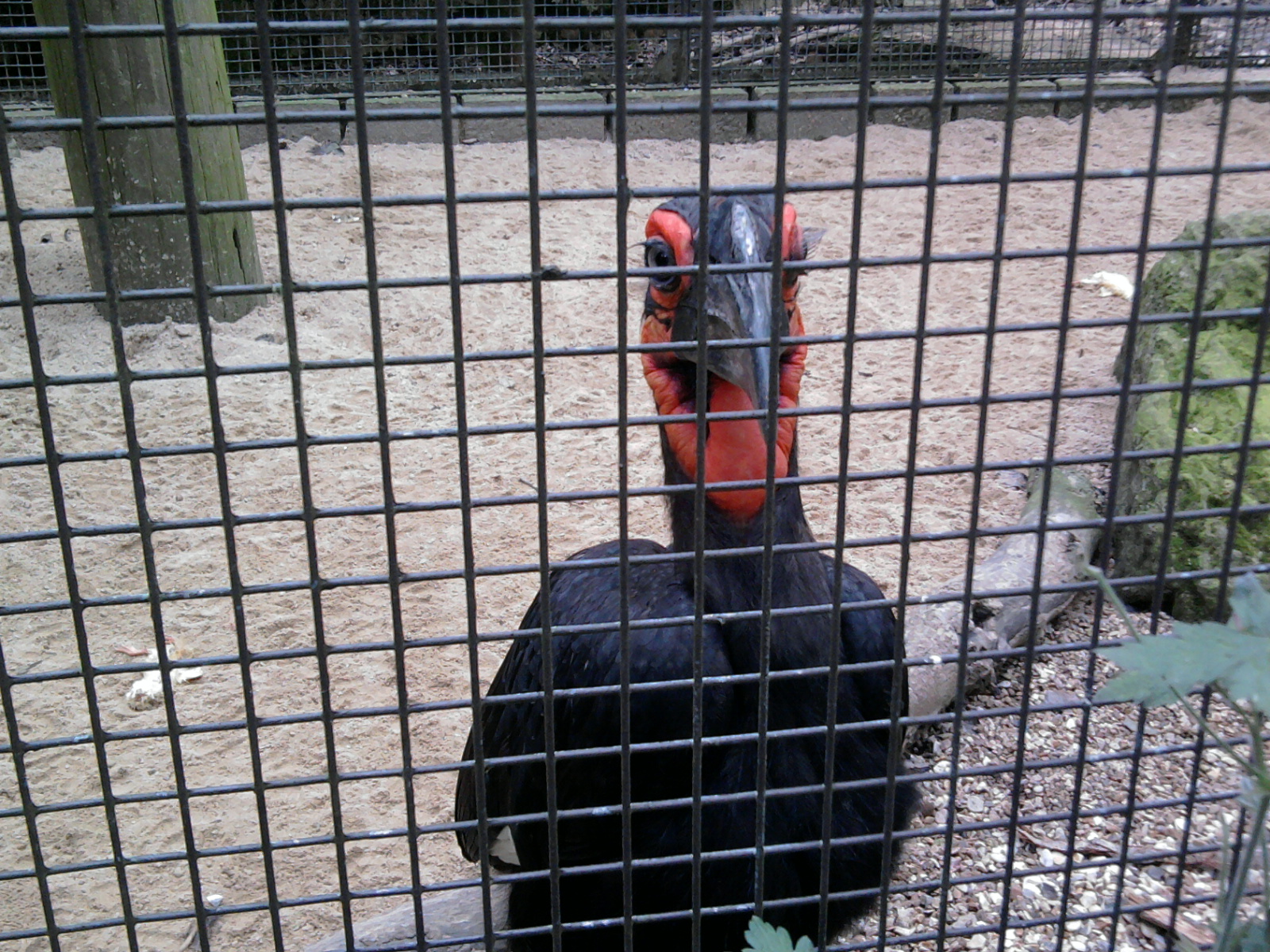 Ground Hornbill