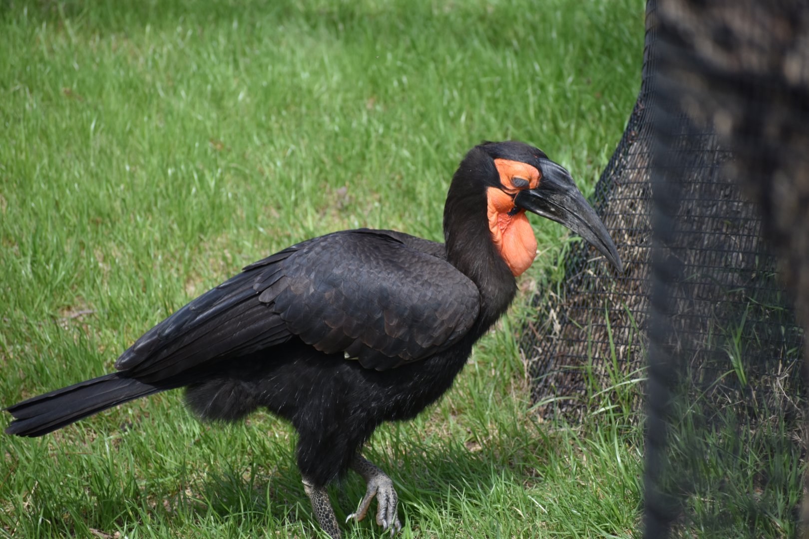 Ground Hornbill