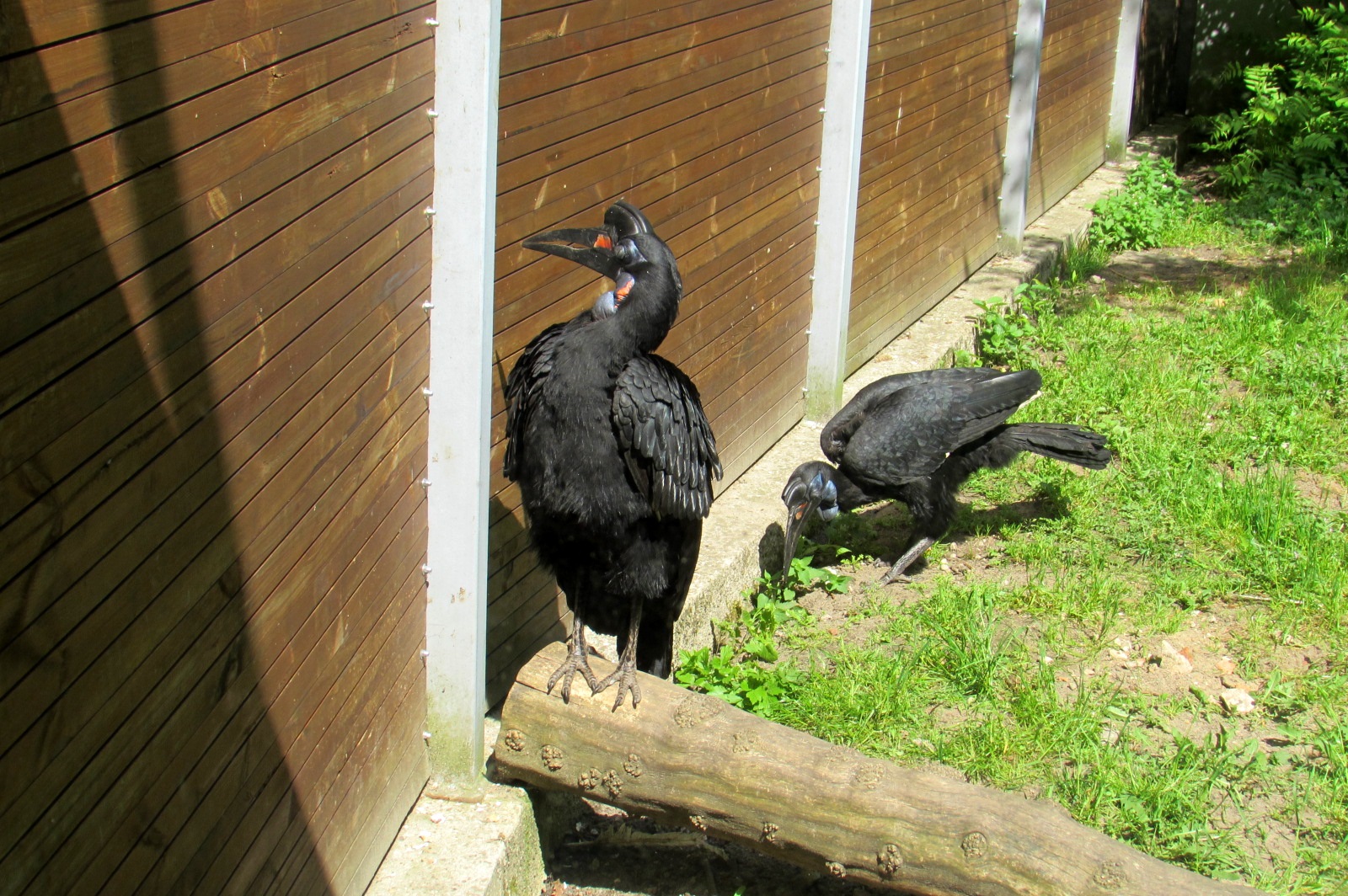 Ground Hornbills - 05/2015