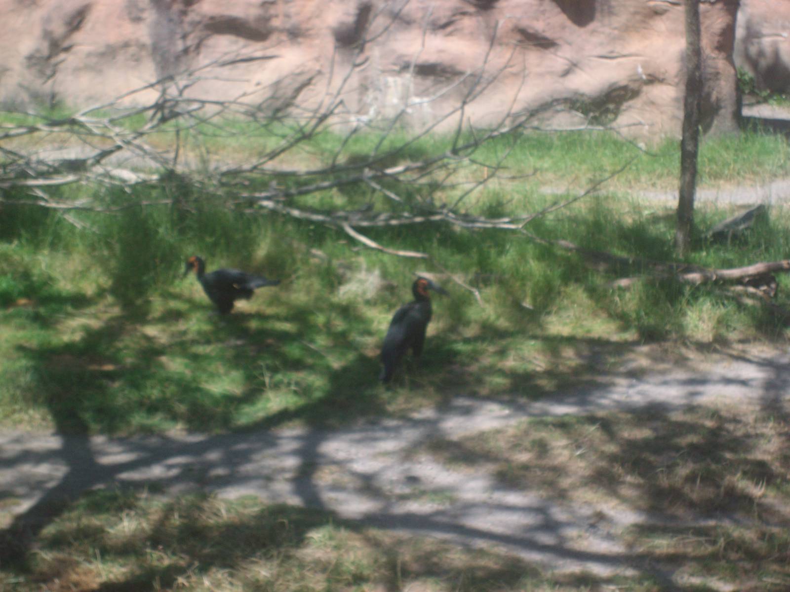 Ground HornBills at Oregon Zoo