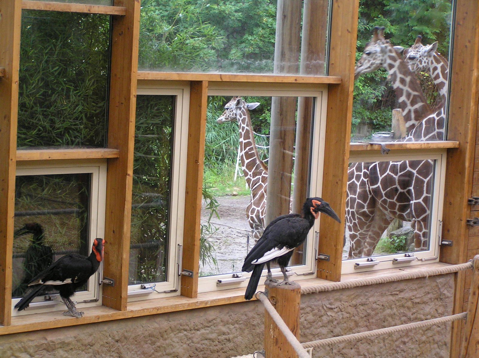 Ground hornbills inside giraffe house - Duisburg 06