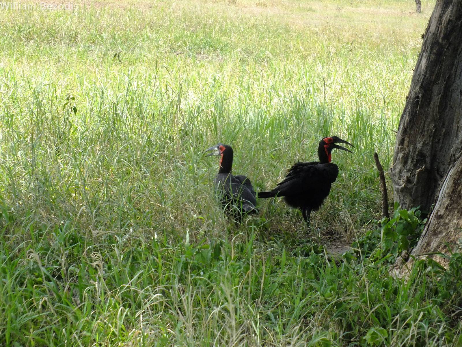 Ground Hornbills