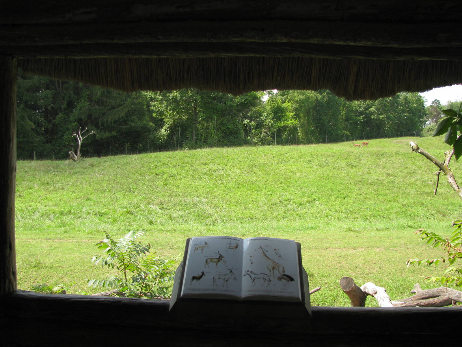 Ground Level Viewing