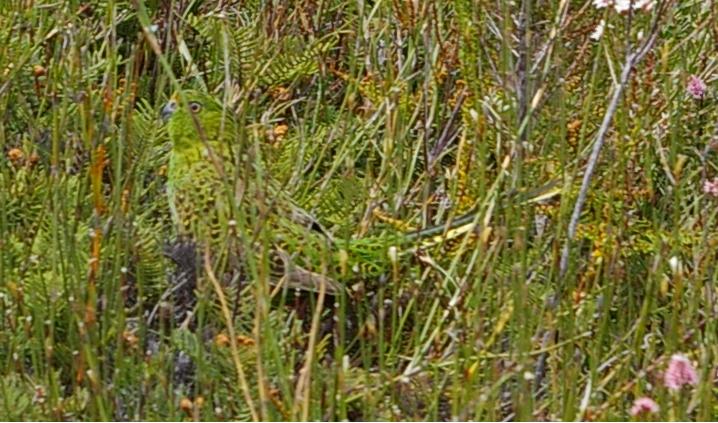 ground parrot (Pezoporus wallicus)